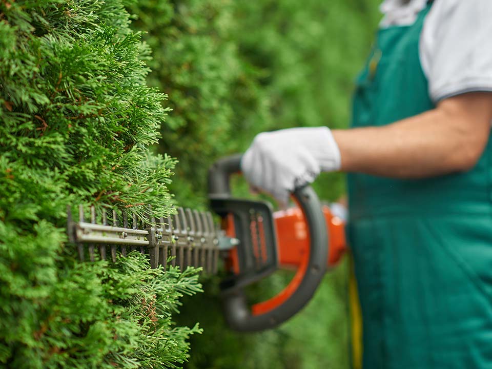 Close up of man hand with hedge trimmer cutting bushes.